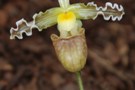 Paphiopedilum tranlienianum